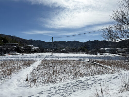 福島県福島市 花見山公園の情報 2024年2月7日