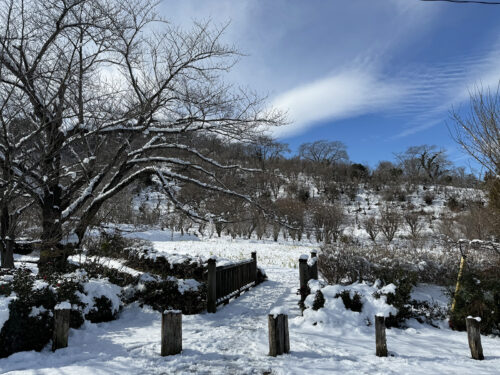 福島県福島市 花見山公園の情報 2024年2月7日 IMG_4229s