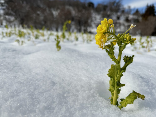 福島県福島市 花見山公園の情報 2024年2月7日 IMG_4242s