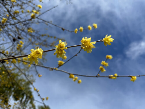 福島県福島市 花見山公園の情報 2024年2月7日 IMG_4263s