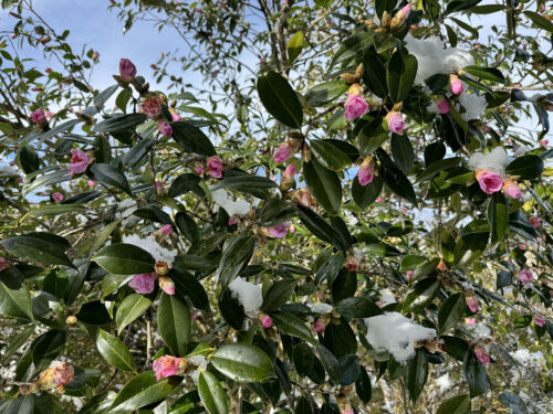 福島県福島市 花見山公園の情報 2024年2月7日 IMG_4268s