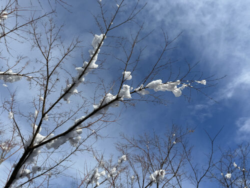 福島県福島市 花見山公園の情報 2024年2月7日 IMG_4272