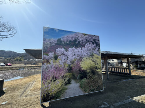 福島県福島市 花見山公園の情報 2024年3月11日 IMG_6306s