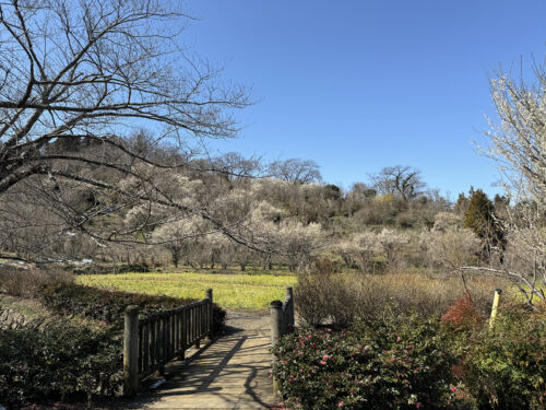 福島県福島市 花見山公園の情報 2024年3月11日 IMG_6317s