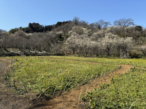 福島県福島市 花見山公園の情報 2024年3月11日 IMG_6318s