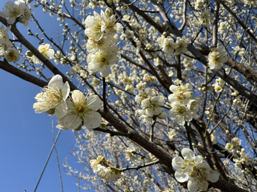 福島県福島市 花見山公園の情報 2024年3月11日 IMG_6327s