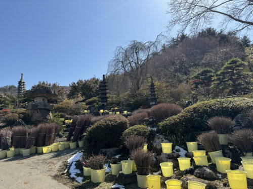 福島県福島市 花見山公園の情報 2024年3月11日 IMG_6336s