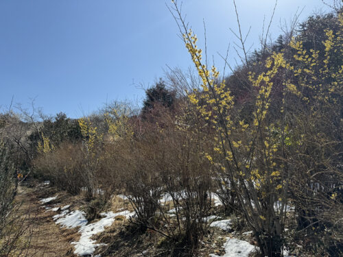 福島県福島市 花見山公園の情報 2024年3月11日 IMG_6338s