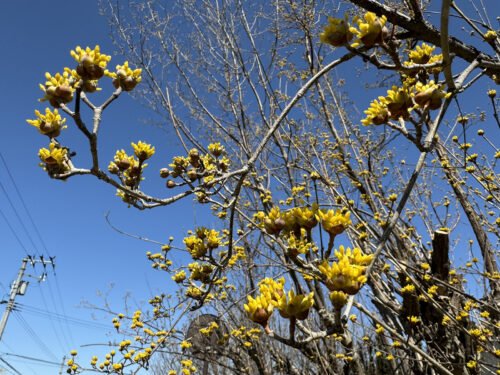 福島県福島市 花見山公園の情報 2024年3月11日