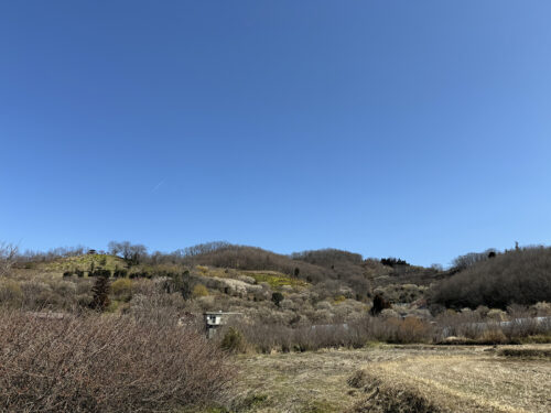 福島県福島市 花見山公園の情報 2024年3月11日 IMG_6372s