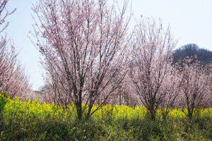福島県福島市 花見山公園の情報 2024年4月4日 画像DSC01394s