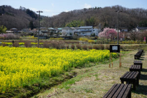 福島県福島市 花見山公園の情報 2024年4月4日 画像DSC01402s