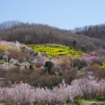 福島県福島市 花見山公園の情報 2024年4月4日 画像DSC01404s