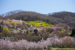 福島県福島市 花見山公園の情報 2024年4月4日 画像DSC01404s
