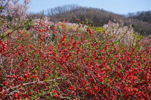 福島県福島市 花見山公園の情報 2024年4月4日 画像DSC01406s