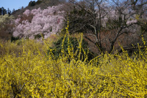福島県福島市 花見山公園の情報 2024年4月4日 画像DSC01408s