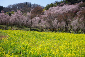 福島県福島市 花見山公園の情報 2024年4月4日 画像DSC01410s