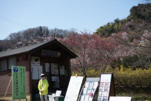 福島県福島市 花見山公園の情報 2024年4月4日 画像 DSC01412s