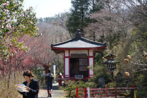 福島県福島市 花見山公園の情報 2024年4月4日 画像 DSC01418s