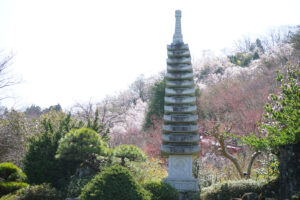 福島県福島市 花見山公園の情報 2024年4月4日 画像DSC01424s