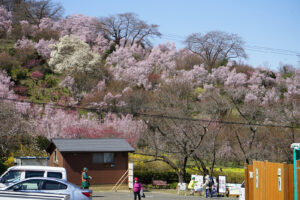 福島県福島市 花見山公園の情報 2024年4月4日 画像DSC01426s
