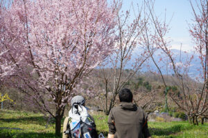 福島県福島市 花見山公園の情報 2024年4月4日 画像DSC01427s