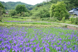福島県福島市 花見山公園の情報 2024年5月14日 画像 DSC01533s